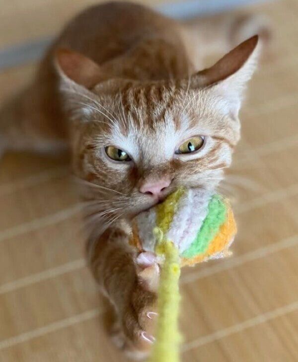 毛糸ボールで遊ぶちくわくん