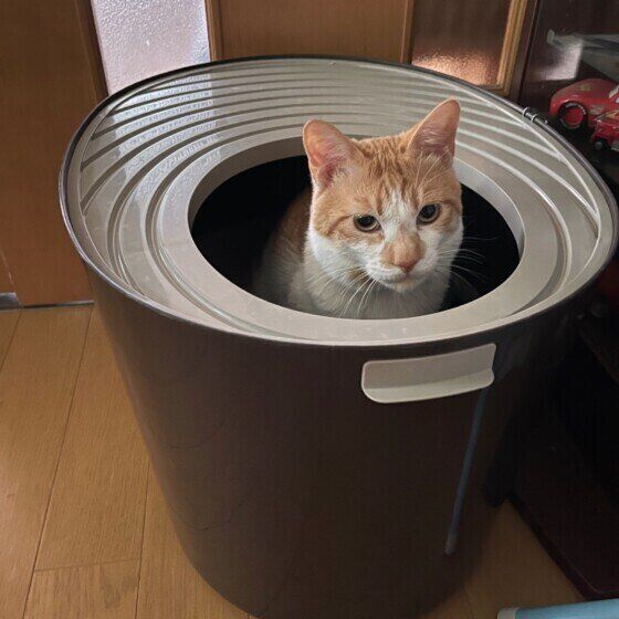 トイレに入る猫