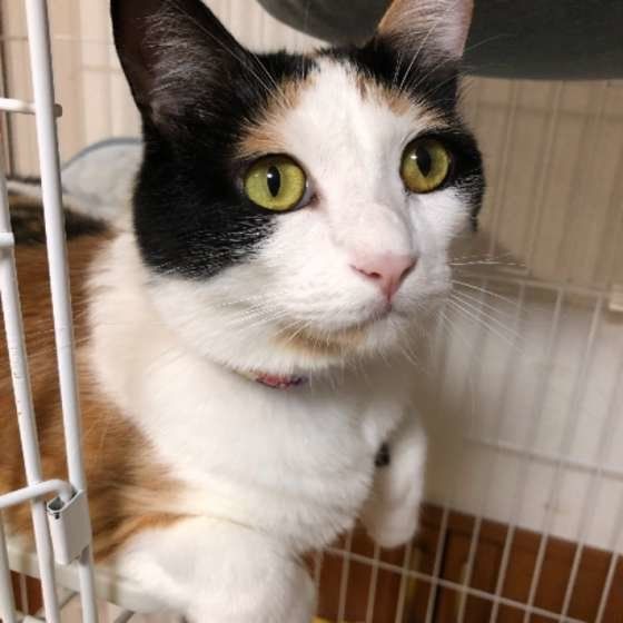 くりくりお目めの三毛猫