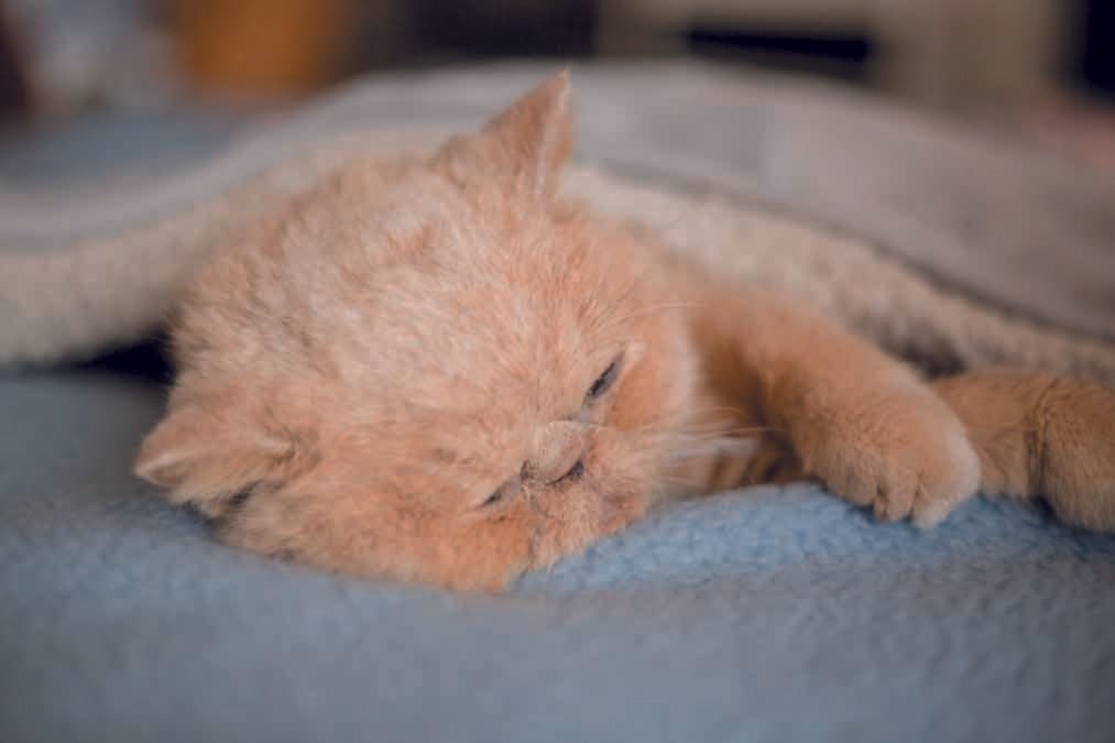 画像／2019年ねこのきもち10月号『猫の病気、そこが知りたい！』