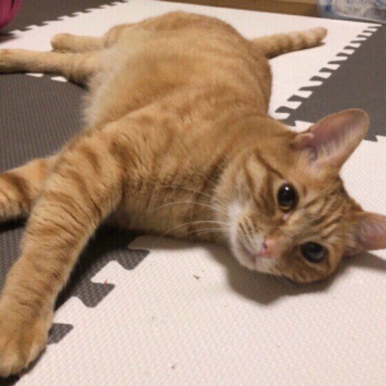 茶トラMIXの虎太郎くん