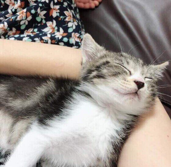 飼い主さんの腕の中で眠るサバトラ