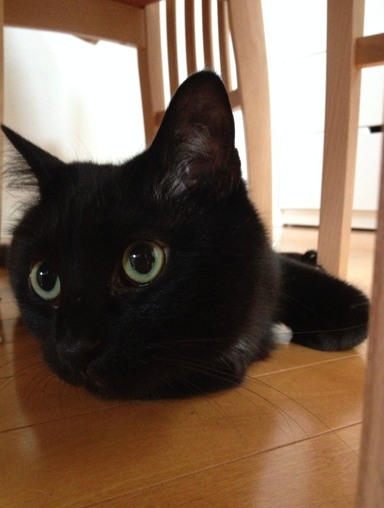 テーブルの下に隠れている猫