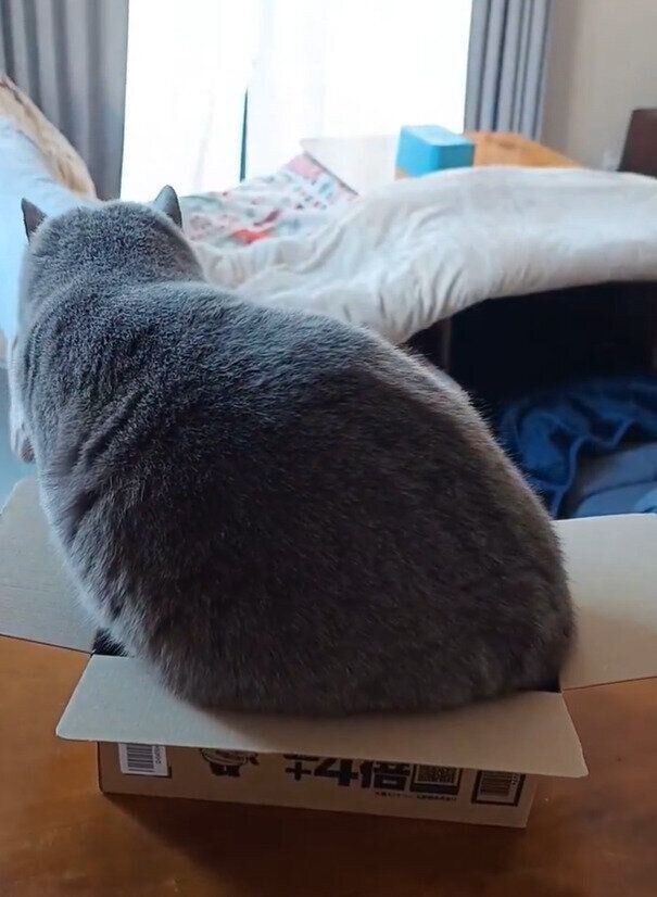 箱に入ろうとしているブリティッシュショートヘア