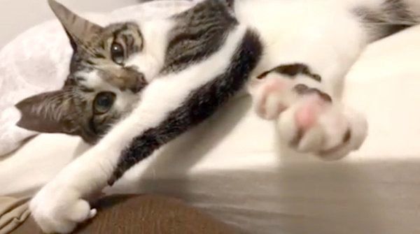 エアふみふみをする猫