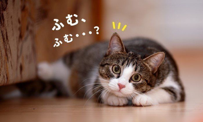 猫のヒミツ聞いてみました