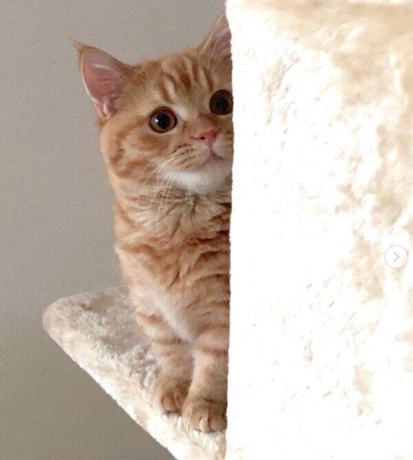 見つめるうにくん