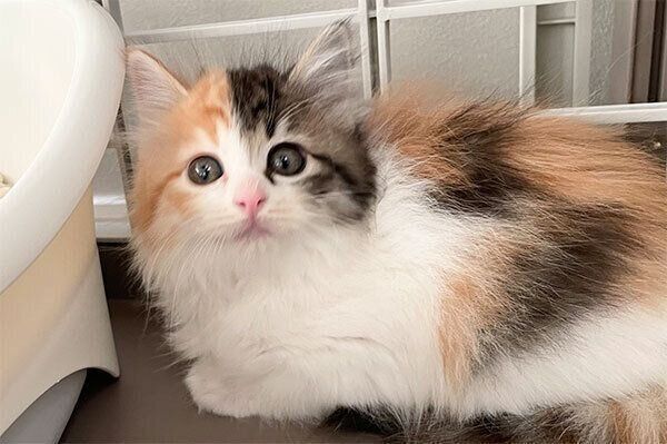 見つめるうなぎちゃん