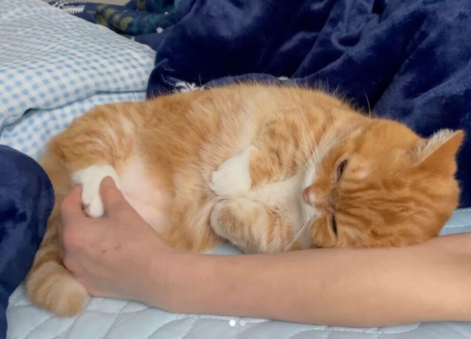 肉球をマッサージしてもらうちくわくん