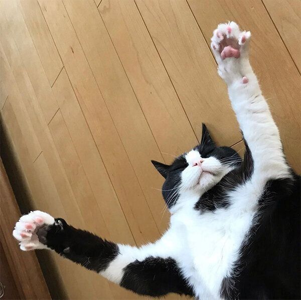 「ばんにゃーい」するキキ様