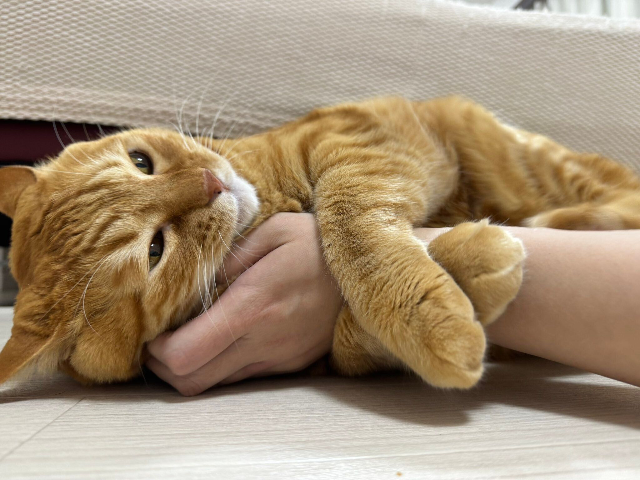 飼い主さんの腕をホールドするとらまるくん