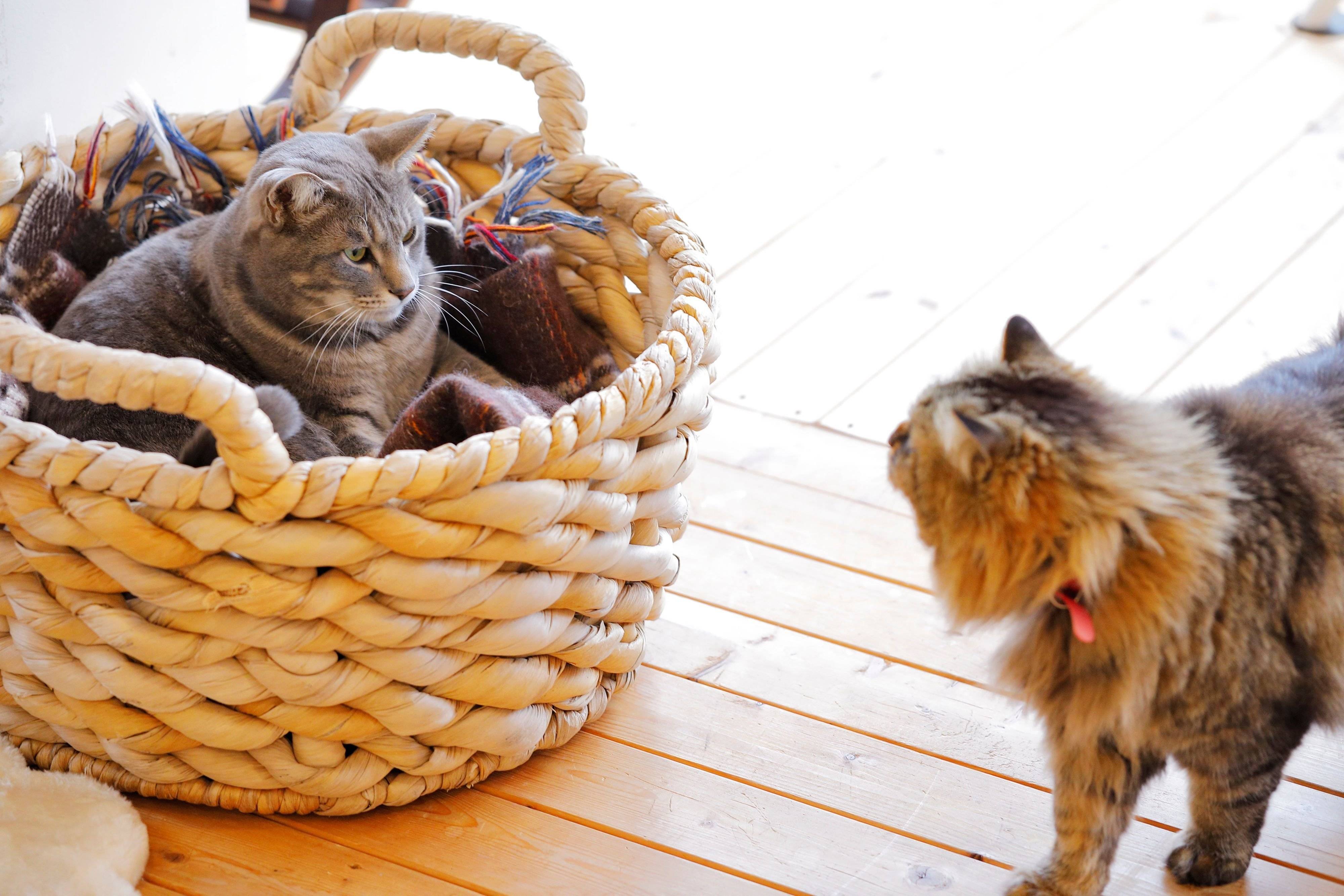 撮影／後藤さくら