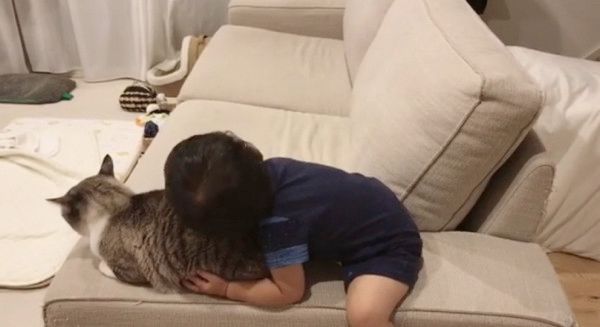 マッサージされる猫