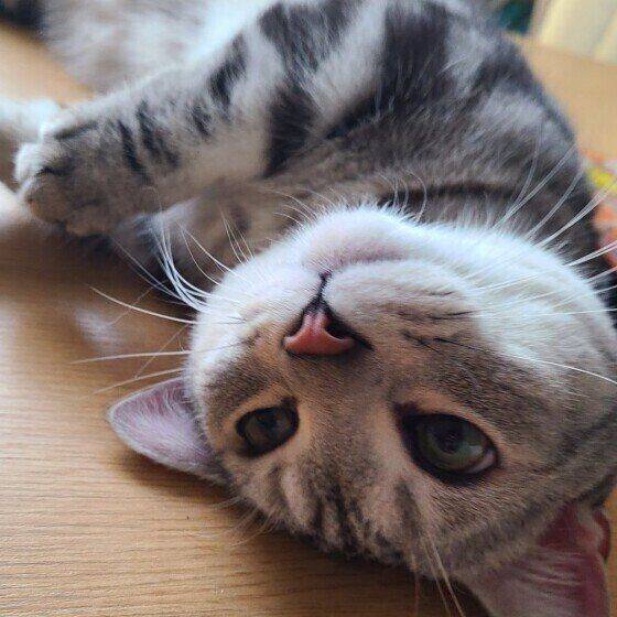 まったりするマンチカン