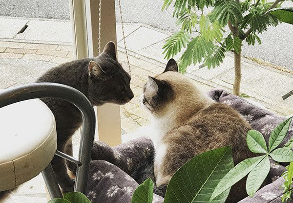 フックちゃんとばずちゃん