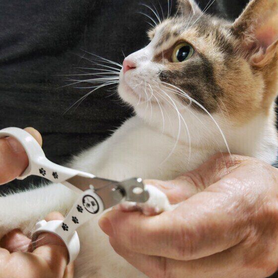 爪切り中の雫ちゃん