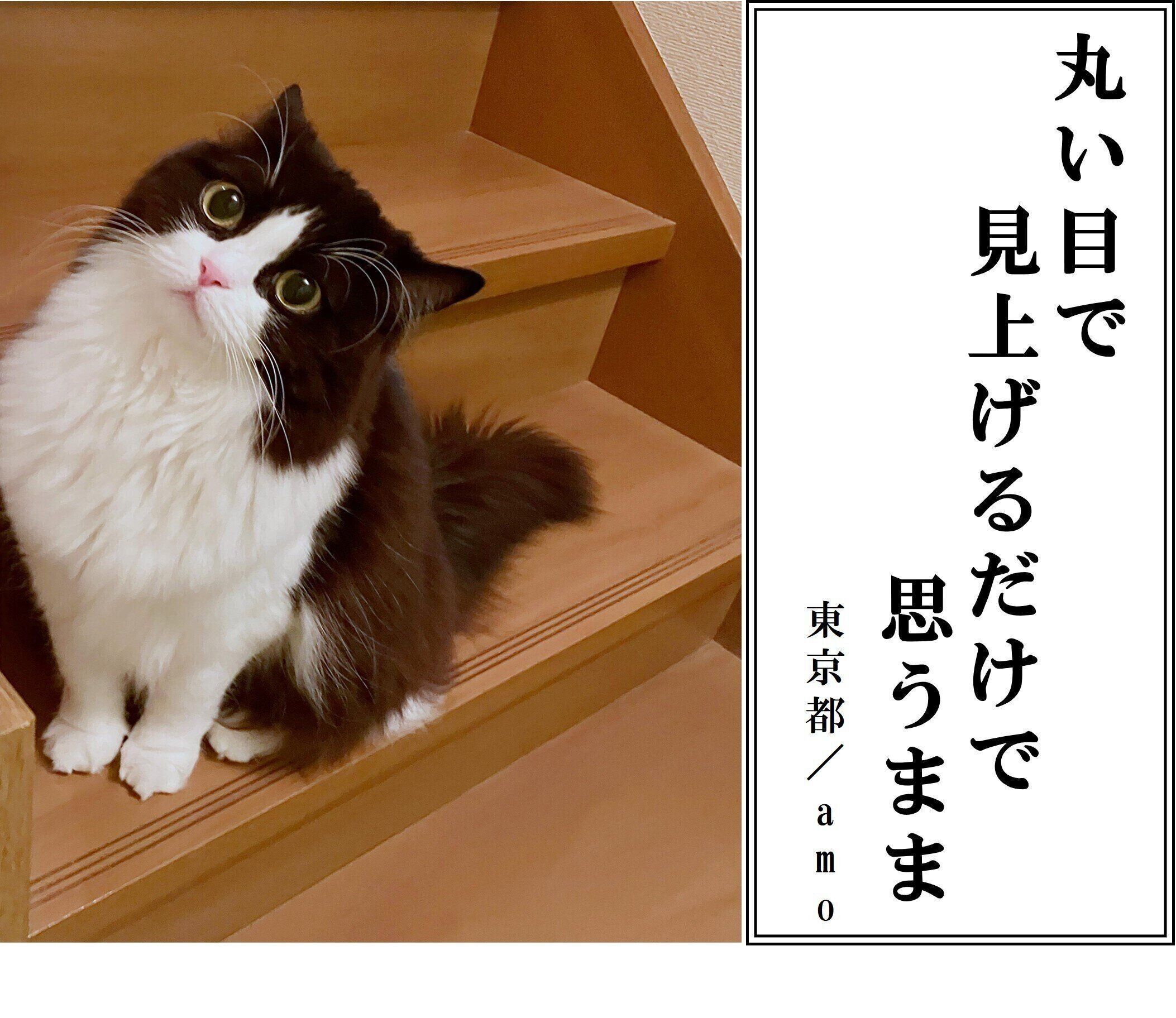 【猫部門：優秀賞】amoさん／あもちゃん