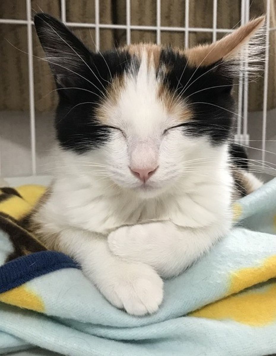 猫砂の飛び散り防止アイデアと猫砂の選び方で 驚くほど掃除を楽に ねこのきもちweb Magazine 猫砂の飛び散り防止アイデアと猫砂の選び方で 驚くほど掃除を楽に ねこのきもちweb Magazine