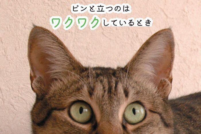 ワクワクしているときの耳の形