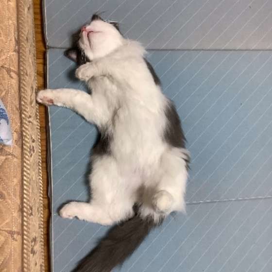 ヘソ天するノルウェージアンフォレストキャット