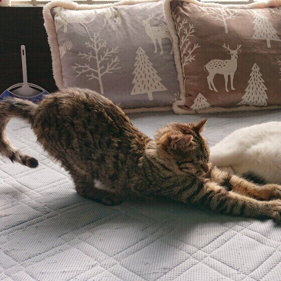 サバトラMIXのみーこちゃん