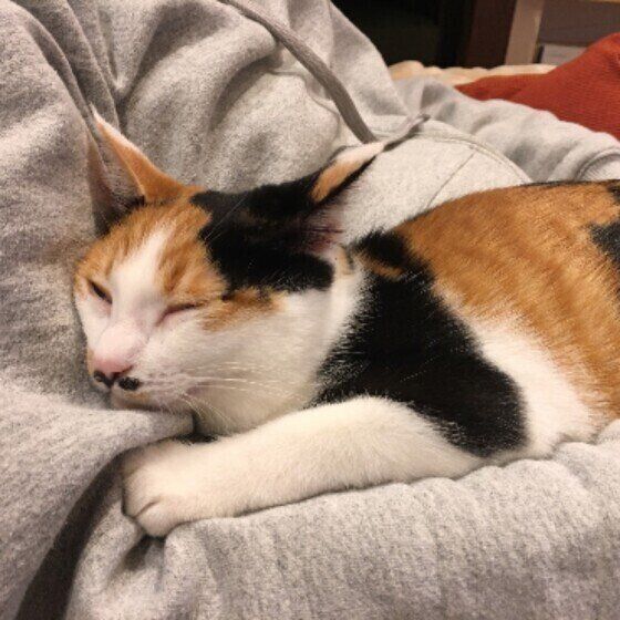 Mix（ミケ）のモミジちゃん♪