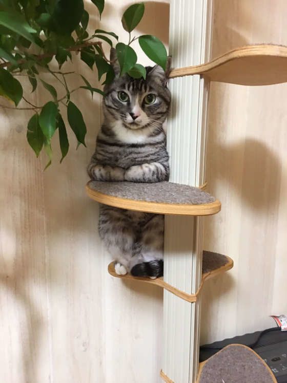 じっと見つめてくる音ちゃん