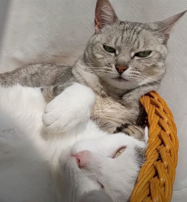 日向ぼっこする猫