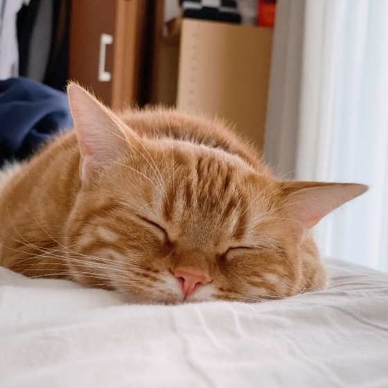 眠るアメリカンショートヘア