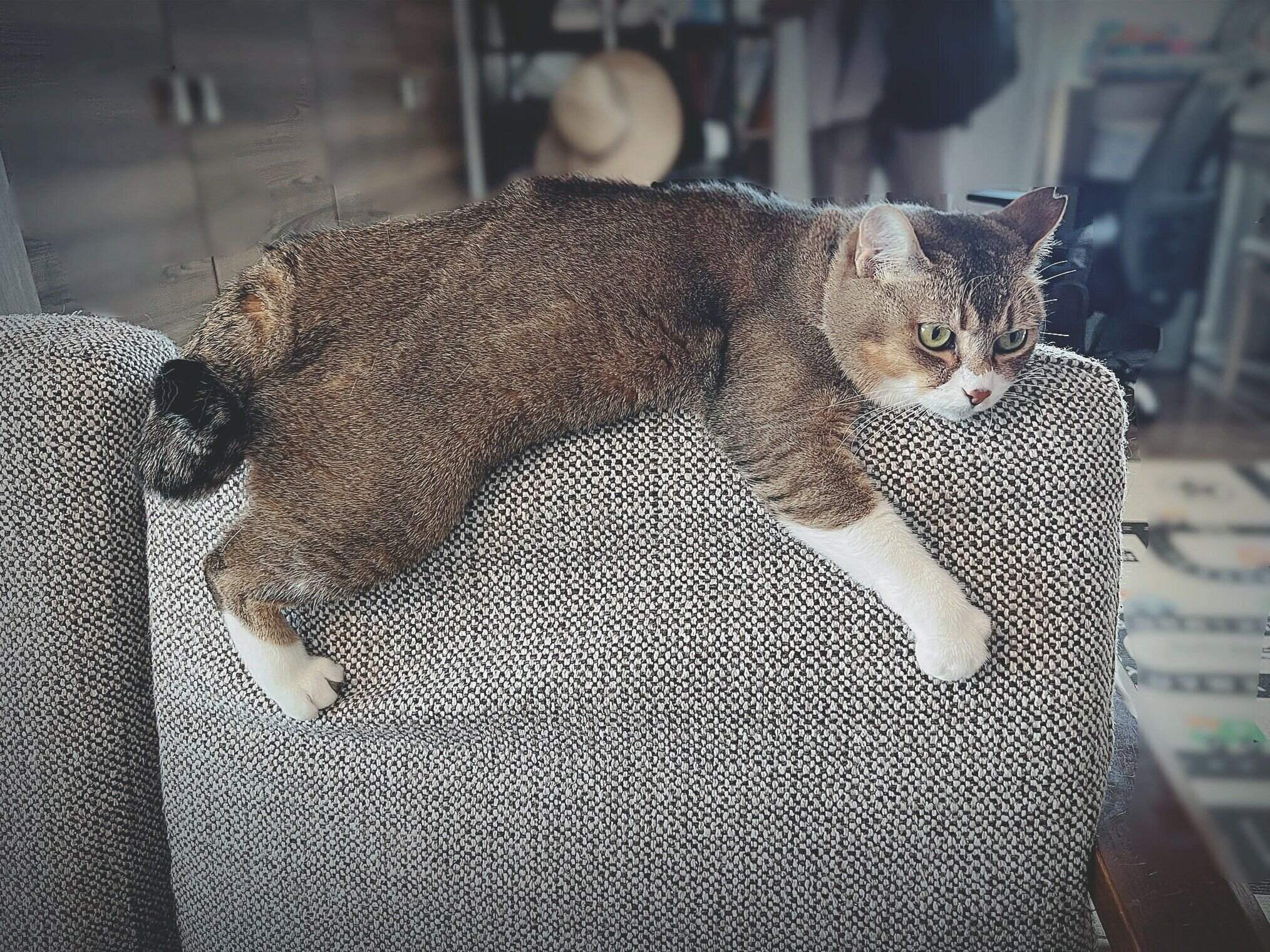 ソファの背もたれの部分でくつろぐおこめちゃん