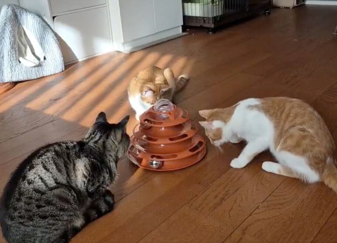 仲良くおもちゃで遊ぶ3匹