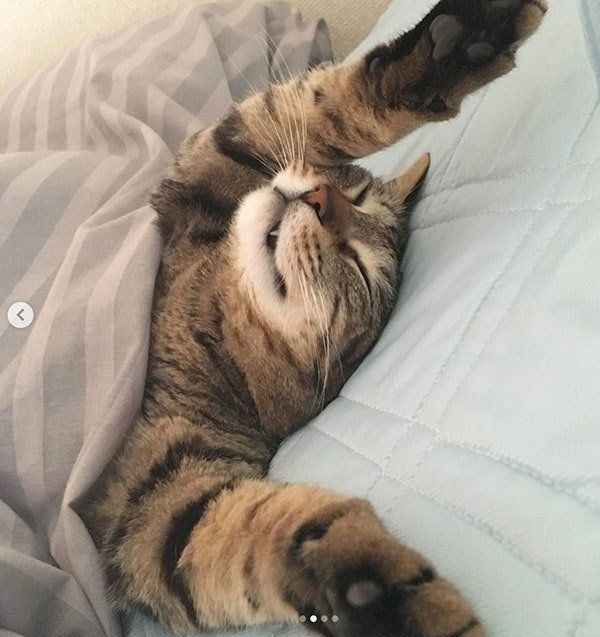 バンザイ寝する猫