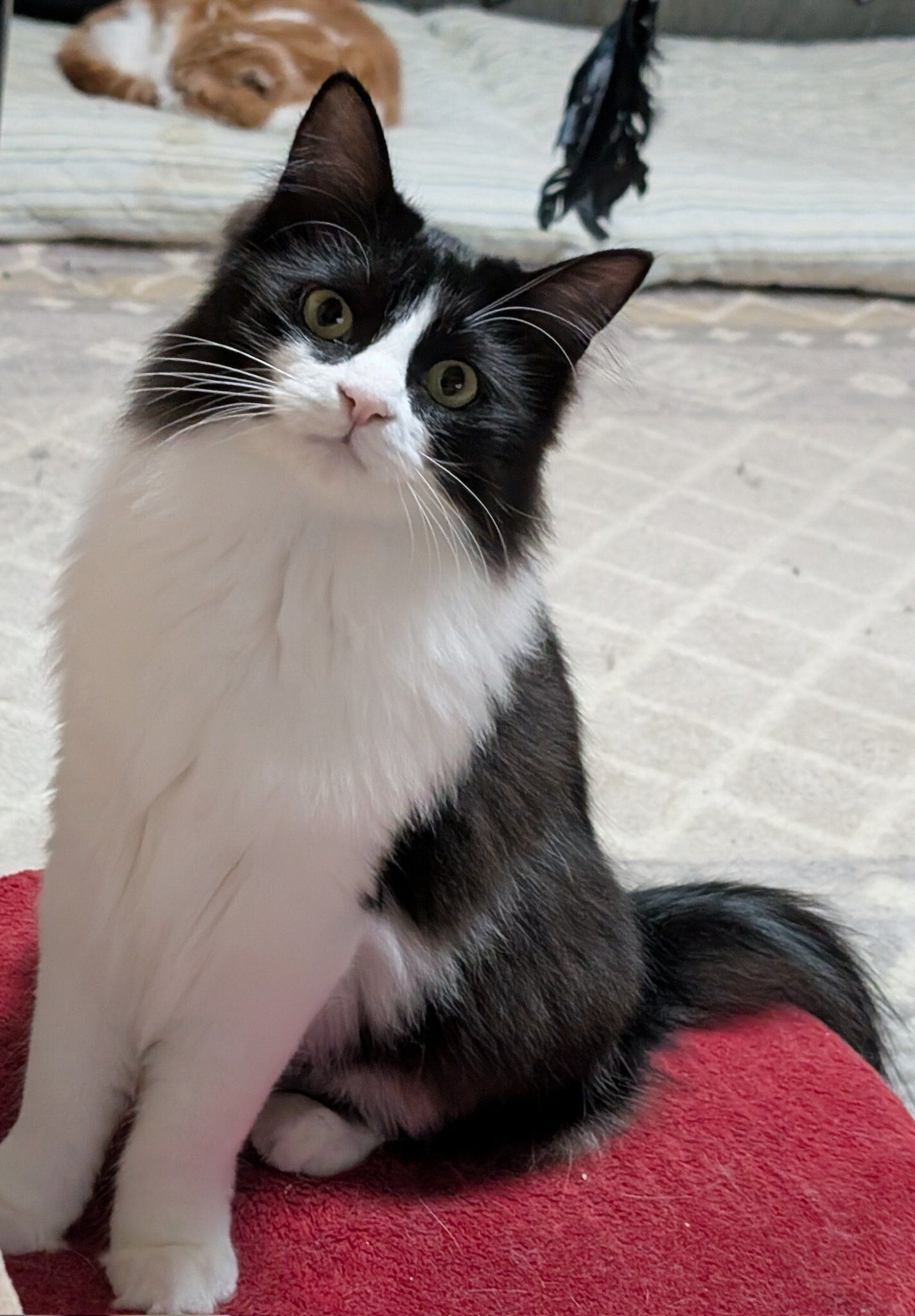 座って飼い主を見る猫