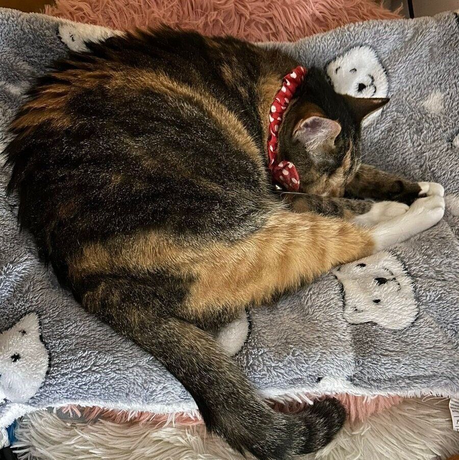 丸くなって眠る銀ちゃん