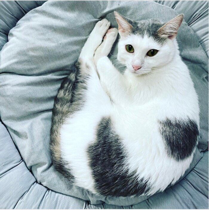 丸まって眠るそばちゃん