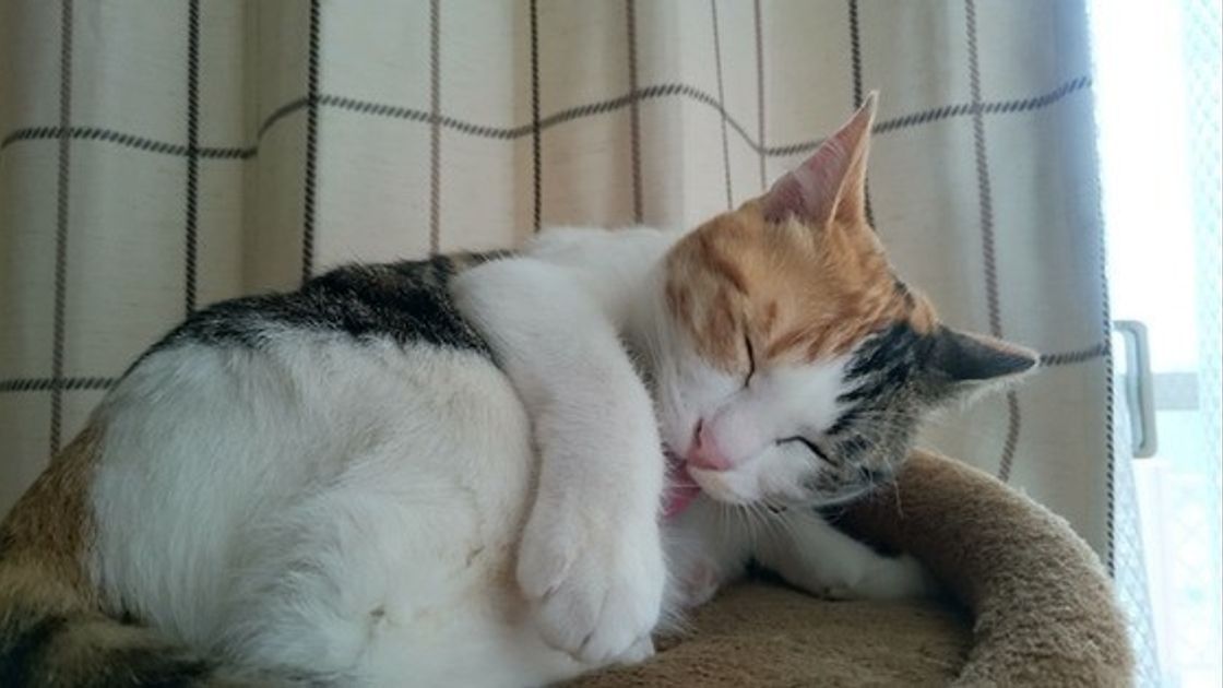 専門家が解説 猫が顔を洗うナゾ あの都市伝説 の真相 知ってる ねこのきもちweb Magazine 専門家が解説 猫が顔を洗うナゾ あの都市伝説 の真相 知ってる ねこのきもちweb Magazine