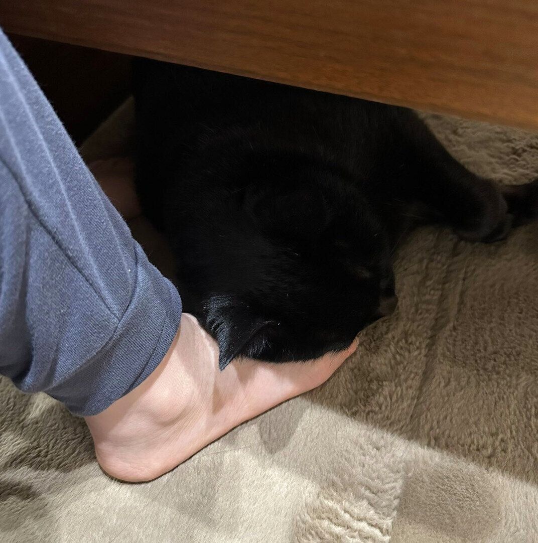 飼い主さんの足は温かくてやわらかくて安心できる？