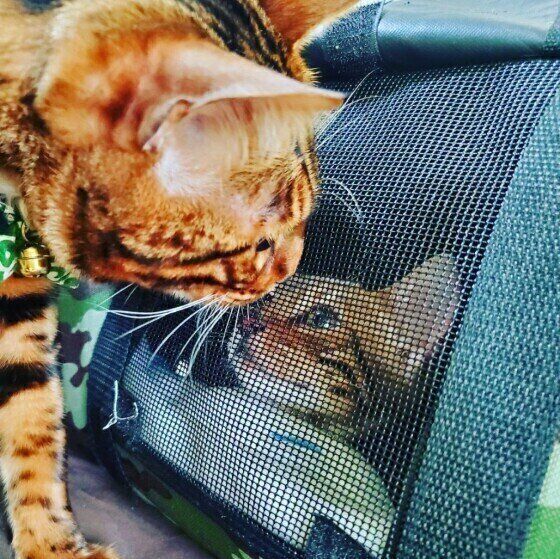 兄弟猫と対面するベンガル猫