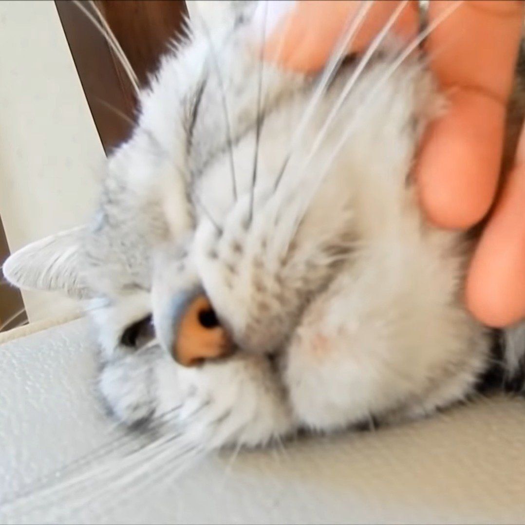 母ちゃんに甘えるあめちゃん