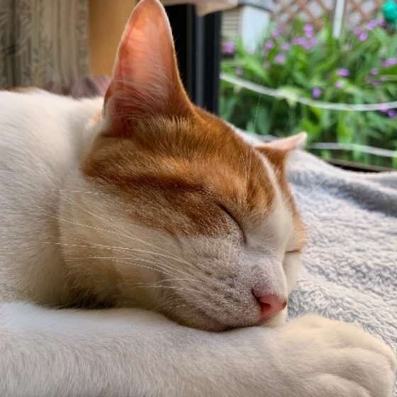 MIX　茶×白　ゴヌくん