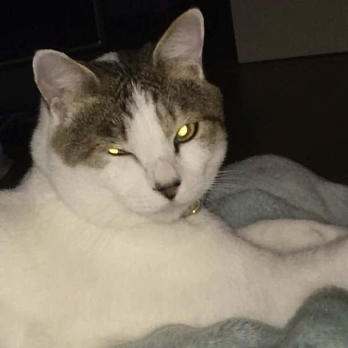 猫の瞳が ピカーン となるワケを知っていますか ねこのきもちweb Magazine 猫の瞳が ピカーン となるワケを知っていますか ねこのきもちweb Magazine