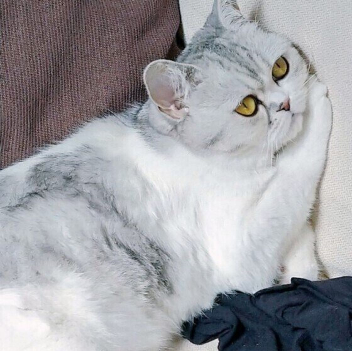猫の種類 がっしり スレンダー型の10種類の猫を紹介 あなたは全種類知っていますか ねこのきもちweb Magazine 猫の種類 がっしり スレンダー型の10種類の猫を紹介 あなたは全種類知っていますか ねこのきもちweb Magazine