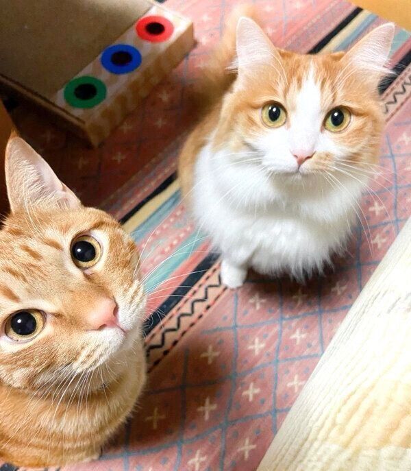 のぶおちゃんと欣二くん