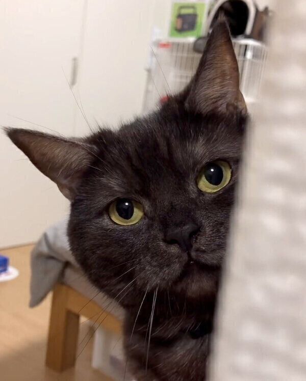 見つめるあおみねくん