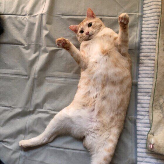 ヘソ天する茶トラ