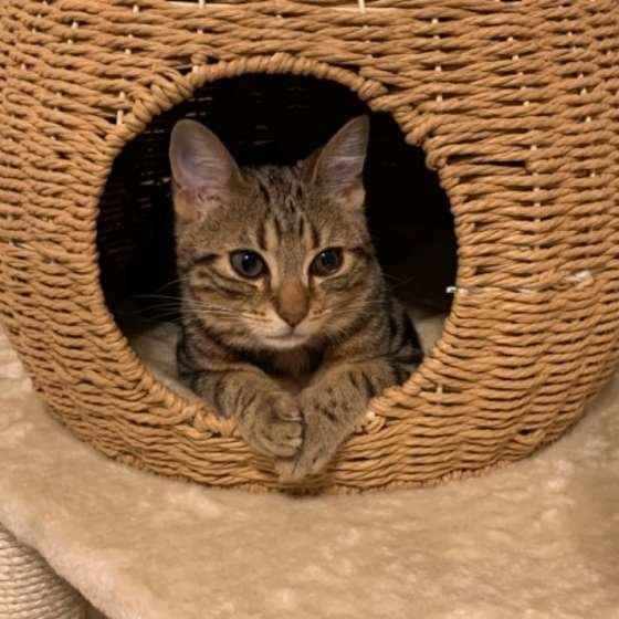 くつろぐアメリカンショートヘア