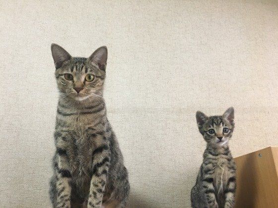 並んで写るオシキャット