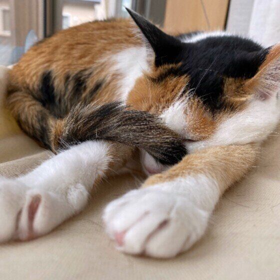 ミケ猫のみかんちゃんの目隠し