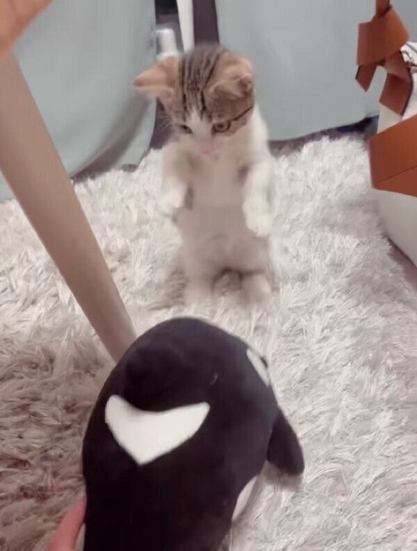 シャチのぬいぐるみを見て、びっくりする琥太郎くん