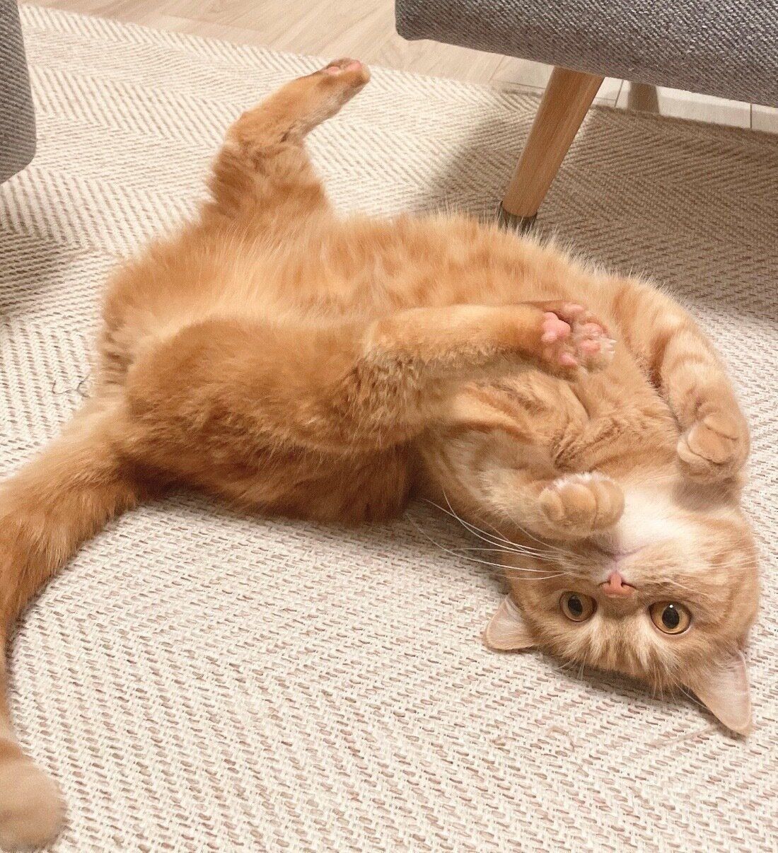 寝転がるにゃむちゃん